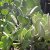 Xerosicyos danguyi - Ezüstdollár szőlő - Silver Dollar Vine seeds - 5db mag/csomag