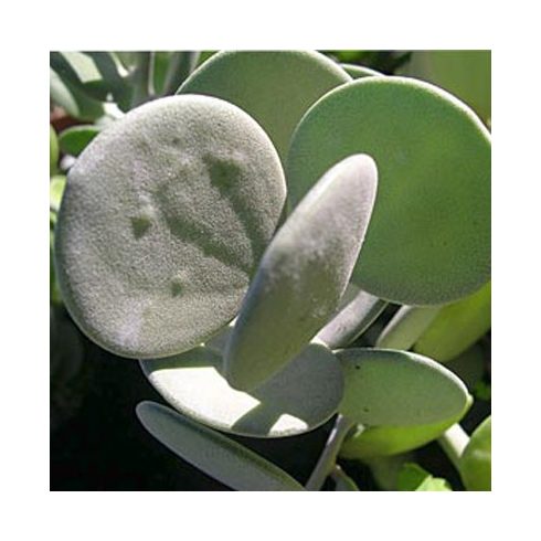 Xerosicyos danguyi - Ezüstdollár szőlő - Silver Dollar Vine seeds - 5db mag/csomag