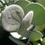 Xerosicyos danguyi - Ezüstdollár szőlő - Silver Dollar Vine seeds - 5db mag/csomag