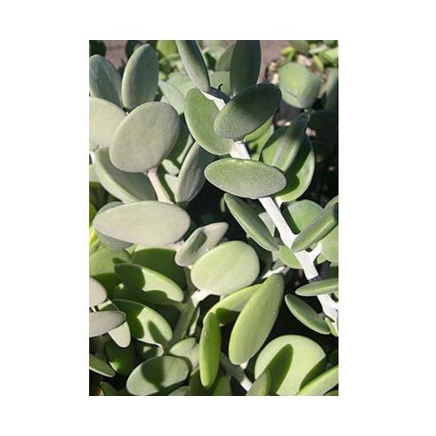 Xerosicyos danguyi - Ezüstdollár szőlő - Silver Dollar Vine seeds - 5db mag/csomag