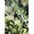 Xerosicyos danguyi - Ezüstdollár szőlő - Silver Dollar Vine seeds - 5db mag/csomag