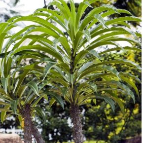   Pachypodium rutenbergianum var. meridionale - 5pcs seeds/packet - goldenpalm.hu