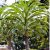 Pachypodium rutenbergianum var. meridionale - 5pcs seeds/packet - goldenpalm.hu