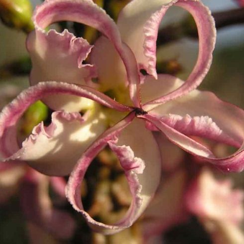 Pachypodium rutenbergianum var. meridionale - 5pcs seeds/packet - goldenpalm.hu