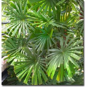   Licuala spinosa - Mangrove Fan Palm - 5pcs seeds/packet - goldenpalm.hu