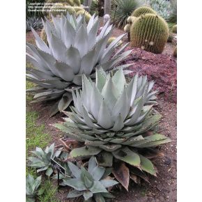 Agave havardiana - 5db mag/csomag