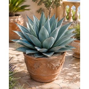 Cserepes Agave havardiana Havard-agávé napos teraszon