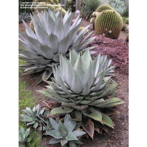 Agave havardiana - 5db mag/csomag