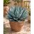 Cserepes Agave havardiana Havard-agávé napos teraszon