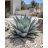 Agave havardiana kiültetett Havard-agávé napos sziklakertben