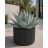 Agave havardiana Havard-agávé kifejlett kékesszürke rozettája