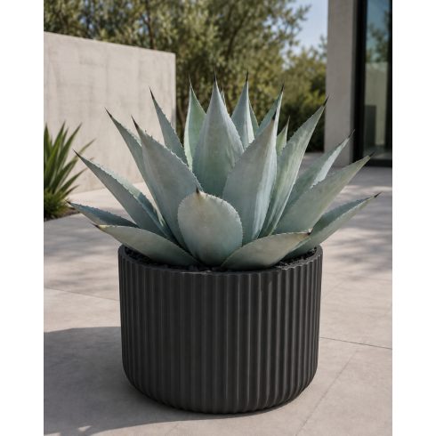 Agave havardiana Havard-agávé kifejlett kékesszürke rozettája