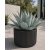 Agave havardiana Havard-agávé kifejlett kékesszürke rozettája