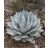Agave havardiana hidegtűrő agávé kavicsos sziklakerti beültetésben