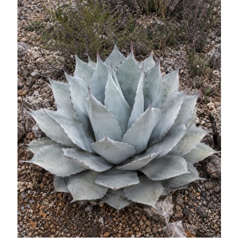 Agave havardiana hidegtűrő agávé kavicsos sziklakerti beültetésben