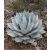 Agave havardiana hidegtűrő agávé kavicsos sziklakerti beültetésben