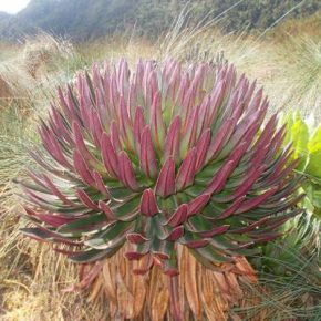 Lobelia bequaertii - Óriás Lobélia - 5db mag/csomag