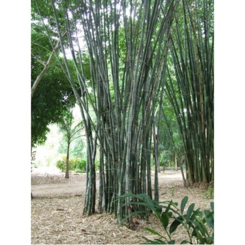Dendrocalamus strictus - Óriás bambusz - 5db mag/csomag
