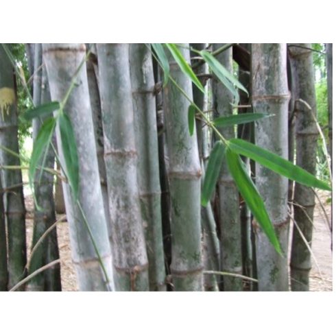 Dendrocalamus strictus - Óriás bambusz - 5db mag/csomag