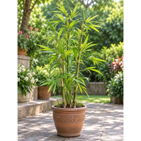 Fiatal Dendrocalamus strictus bambusz dekoratív cserépben nevelve