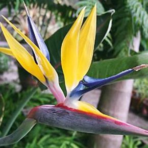   Strelitzia reginae Gold - Arany papagájvirág - 5db mag/csomag