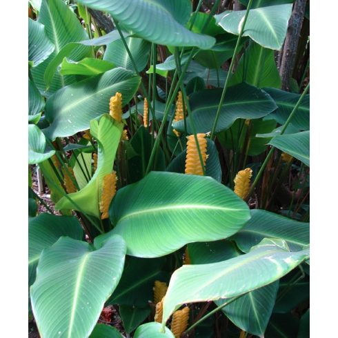 Calathea crotalifera - Zebralevél - 1db mag/csomag