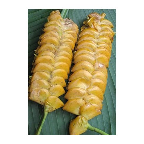 Calathea crotalifera - Zebralevél - 1db mag/csomag