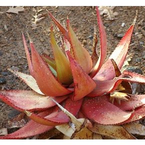 Aloe microstigma - 5db mag/csomag - goldenpalm.hu