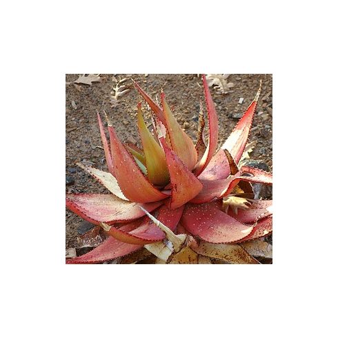 Aloe microstigma - 5db mag/csomag - goldenpalm.hu