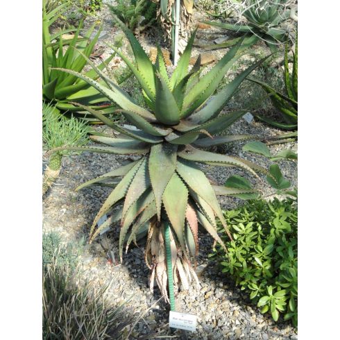 Aloe microstigma - 5db mag/csomag - goldenpalm.hu