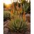 Virágzó Aloe microstigma – Karoo aloé vörös-narancssárga virágzatokkal