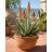 Cserepes Aloe microstigma – aprópettyes aloé pozsgás növény