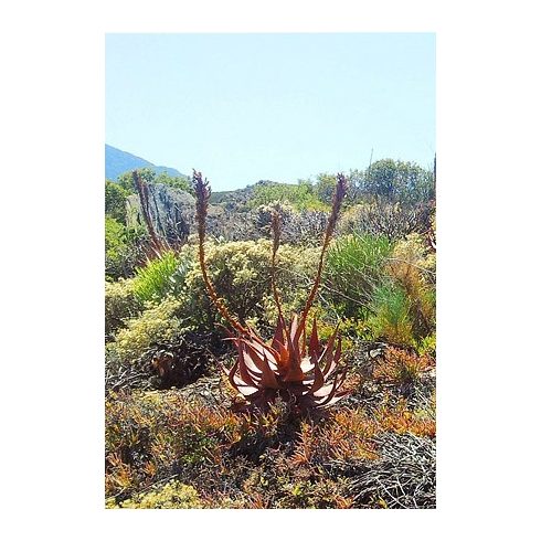 Aloe microstigma - 5db mag/csomag - goldenpalm.hu