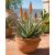 Cserepes Aloe microstigma – aprópettyes aloé pozsgás növény