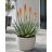 Cserepes Aloe microstigma – aprópettyes aloé pozsgás növény teraszon