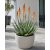 Cserepes Aloe microstigma – aprópettyes aloé pozsgás növény teraszon
