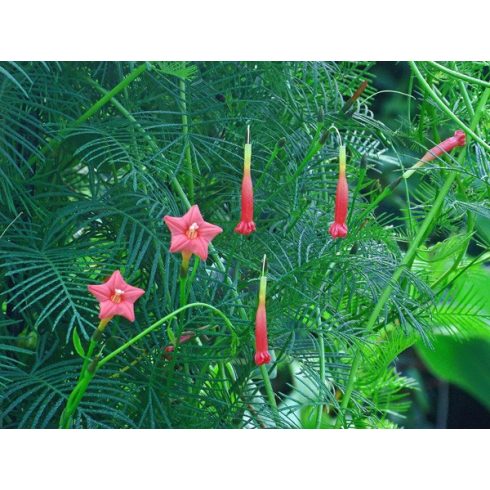 Ipomoea quamoclit - Szárnyalt csodahajnalka - 5db mag/csomag