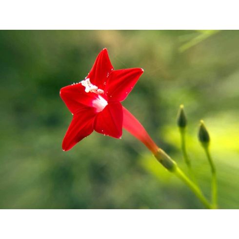 Ipomoea quamoclit - Szárnyalt csodahajnalka - 5db mag/csomag