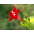 Ipomoea quamoclit - Szárnyalt csodahajnalka - 5db mag/csomag
