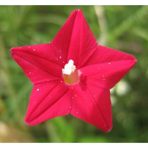 Ipomoea quamoclit - Szárnyalt csodahajnalka - 5db mag/csomag