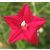 Ipomoea quamoclit - Szárnyalt csodahajnalka - 5db mag/csomag