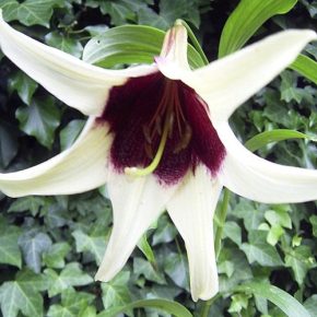 Lilium nepalense -  5db mag/csomag 