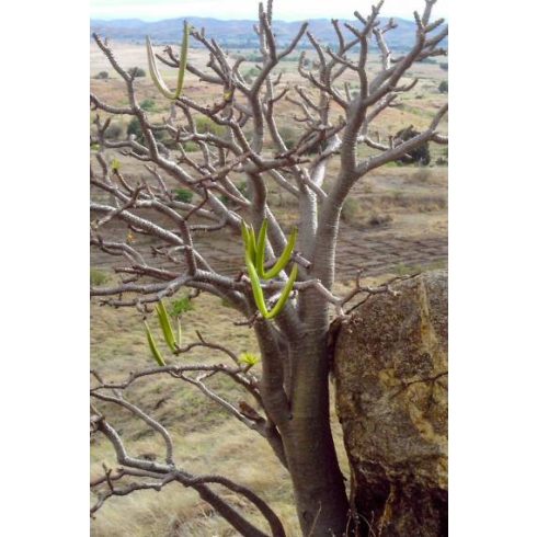 Pachypodium sofiense - 2db mag/csomag