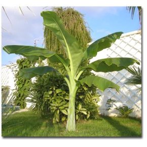   Ensete glaucum - Snow Banana- 5pcs seeds/packet - goldenpalm.hu