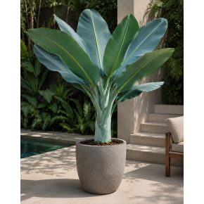 Ensete glaucum - Snow Banana- 5pcs seeds/packet - goldenpalm.hu