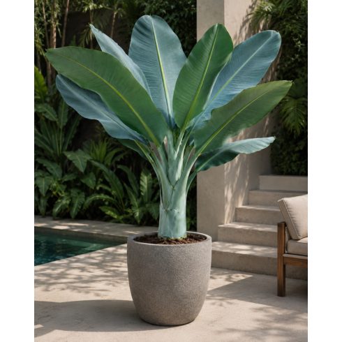 Ensete glaucum - Snow Banana- 5pcs seeds/packet - goldenpalm.hu
