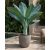 Ensete glaucum - Snow Banana- 5pcs seeds/packet - goldenpalm.hu
