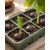 Ensete glaucum - Snow Banana- 5pcs seeds/packet - goldenpalm.hu