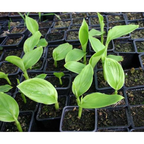 Ensete glaucum - Snow Banana- 5pcs seeds/packet - goldenpalm.hu