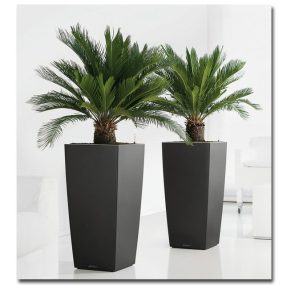 Cycas revoluta - Japán cikász - 2db mag/csomag